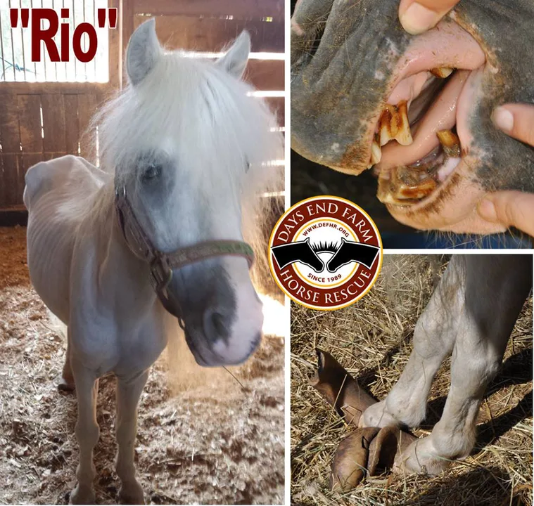 Help Save the Horses