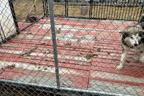 Puppy Mills - The truth behind cute puppies...