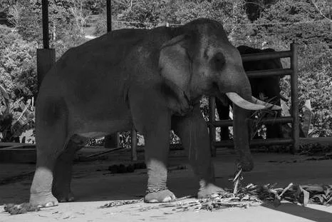 Cruelty-Free Elephant Excursion for CIS Abroad