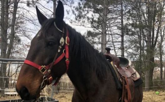 Bring horse home