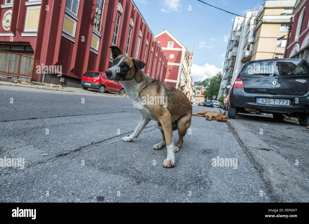 Help stray dogs in Bosnia & Herzegovina