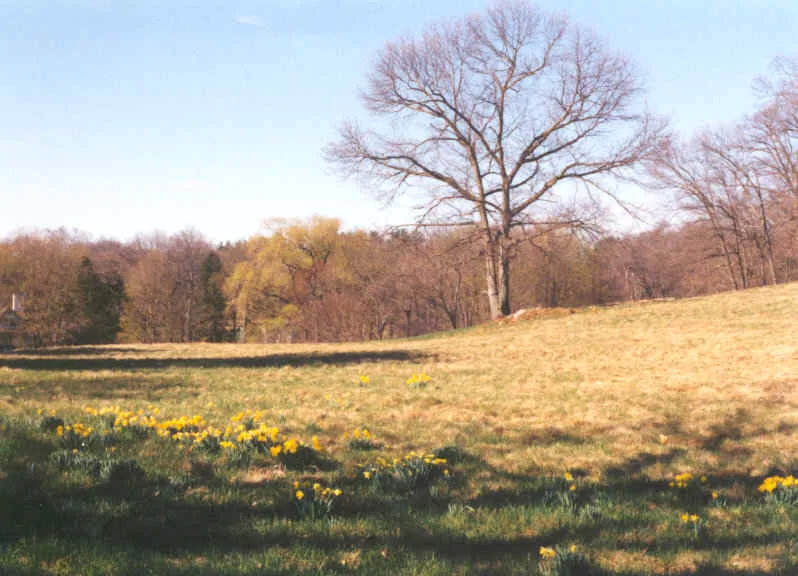Protect the missing link in Lincoln Fields