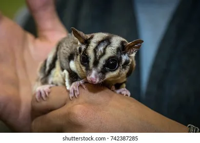 Keeping Native Mammals In New South Wales