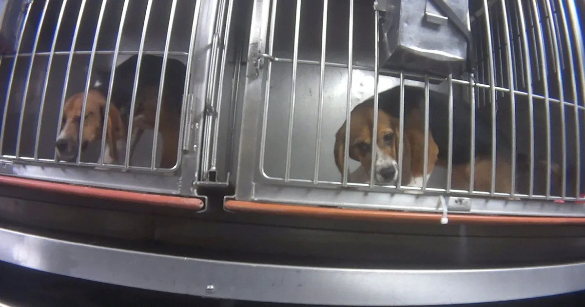 against animal testing