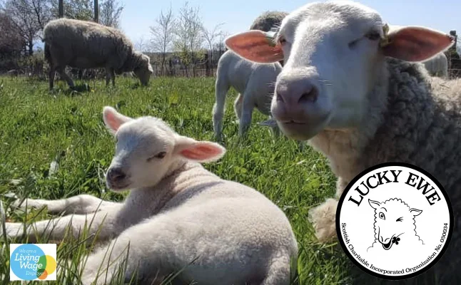 Lucky Ewe Asset Transfer Appeal