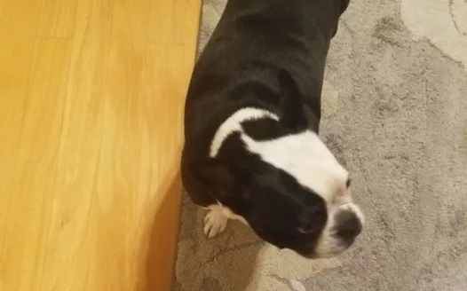 Essentials for our Pets