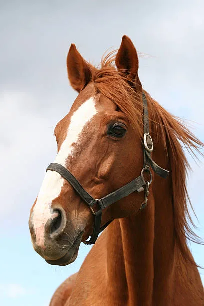 Save abused racehorses of the US