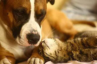 ONLY No-Kill Animal Shelters in Florida