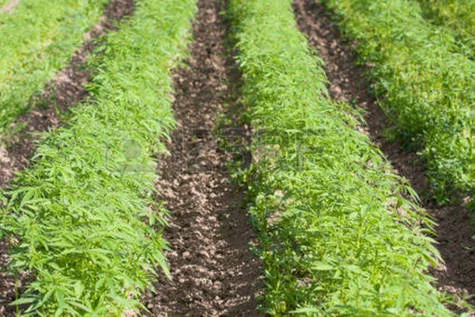Free the HEMP, Free the PEOPLE!!