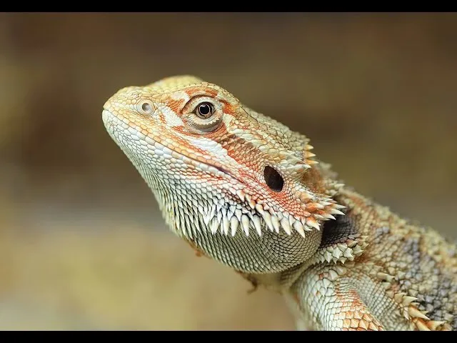 get me a bearded dragon
