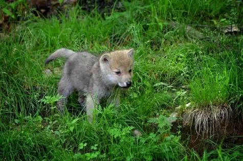 XXX Save our National Wildlife Refuges in Alaska
