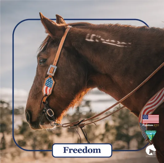 Save Wild Horses from Slaughter 