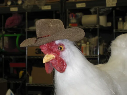 Chicken with cowboy hat emoji