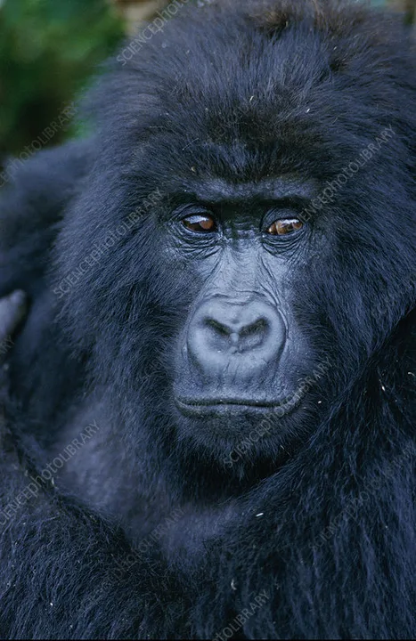 save the gorillas! 
