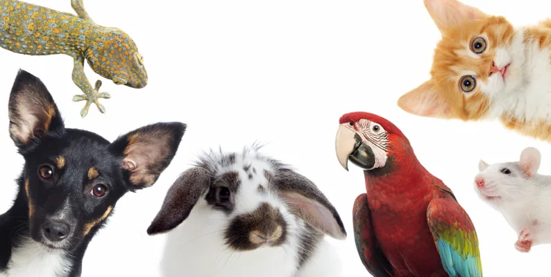 We request a review of the Oceana Pet Policy