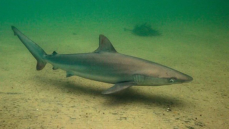 Stop Plan to Kill Australian Sharks