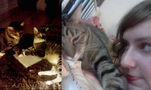 operation save walter the cat