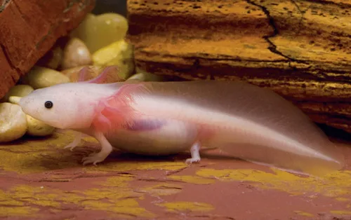 Make Axolotls Legal In Maine