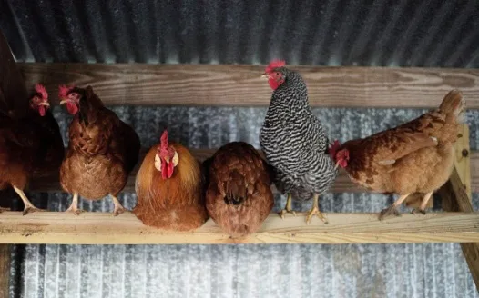Join The Chick for Chickens!
