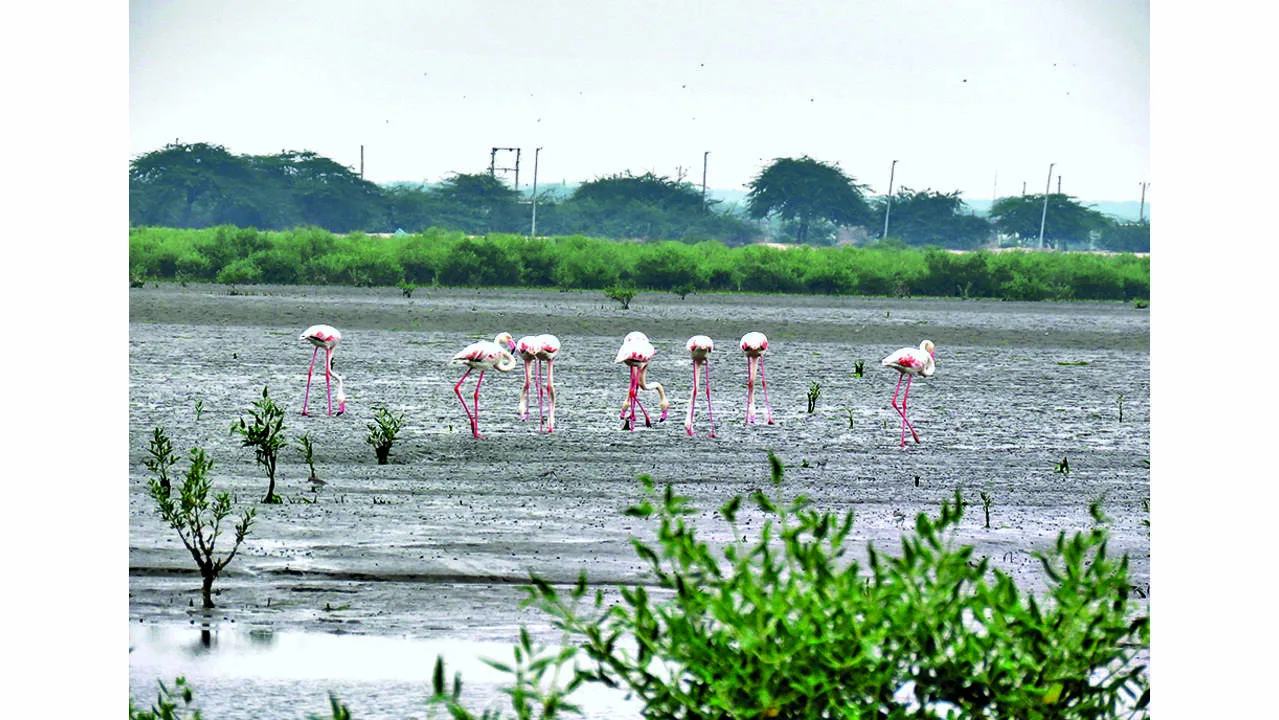 Save Mundra Coast and Stop Displacement of 10,000 Fisherfolk