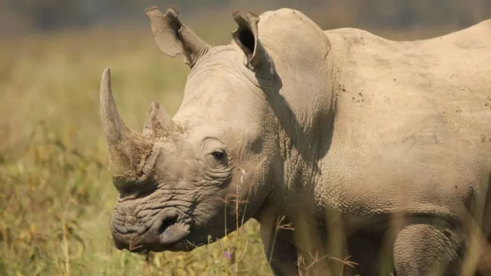 Stronger against Rhino Poaching