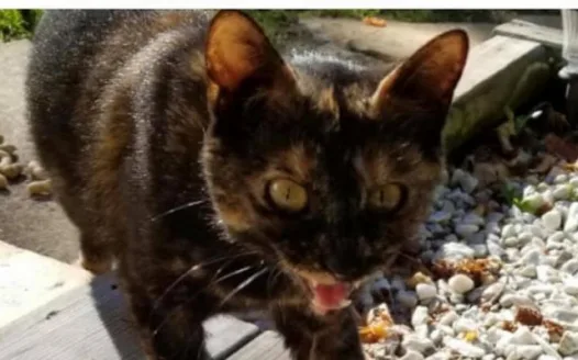 Rescind the Plattsburgh Law to NOT feed stray cats