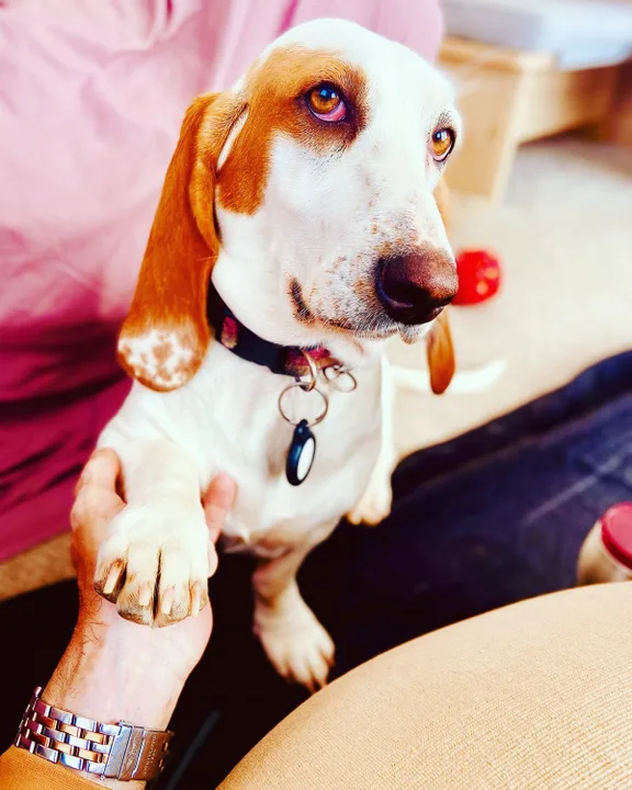 Free Prada Basset - Return her to her Pack