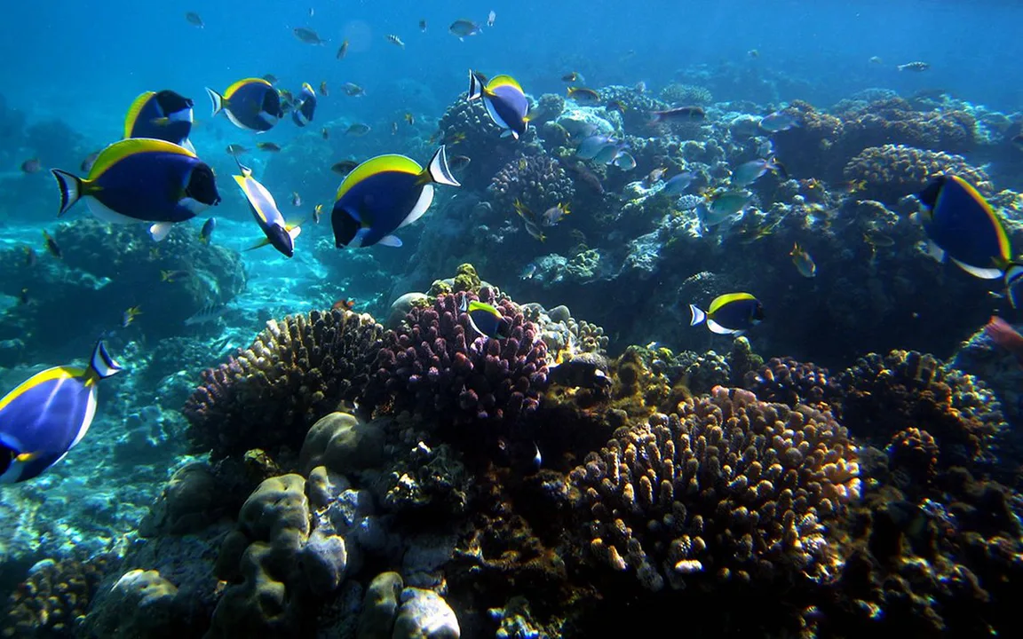 Coral Reef
