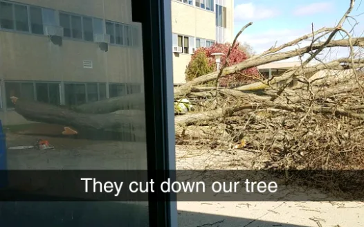 Bring Back The WHS Main Entrance Tree