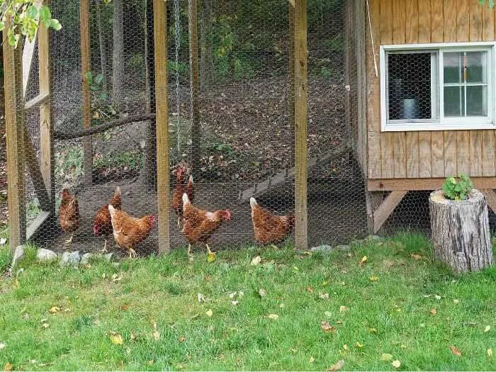 Hens for Hamden