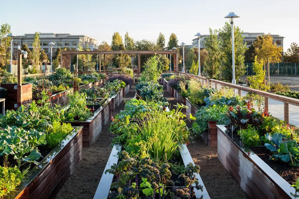 San Clemente Community Garden