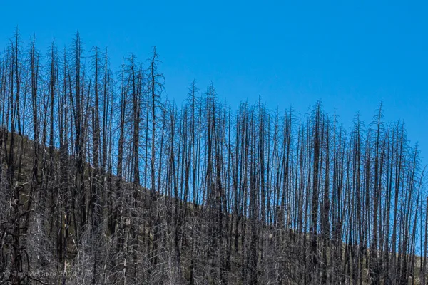 Protect Winthrop From Wildfires