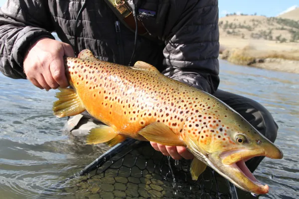 Protect Spawning Trout on the Dream: The next generation starts now!