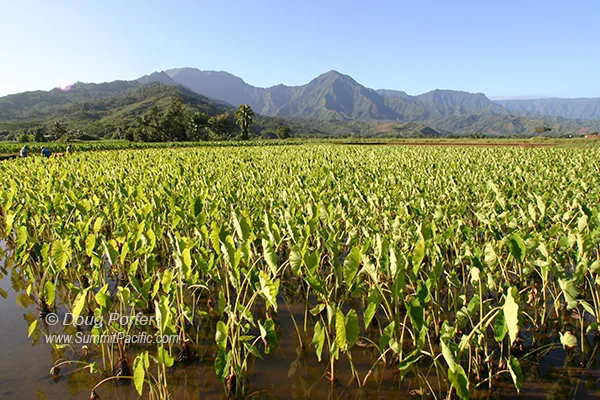 Save Kauai's Agriculture Lands