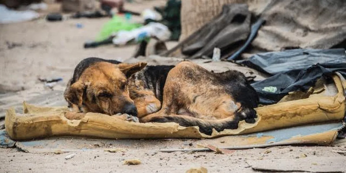 Firmas contra el Maltrato Animal: Caso Pulga