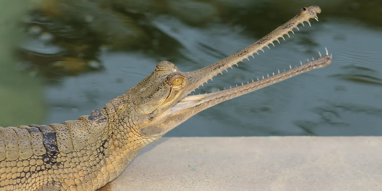 Save The Gharial