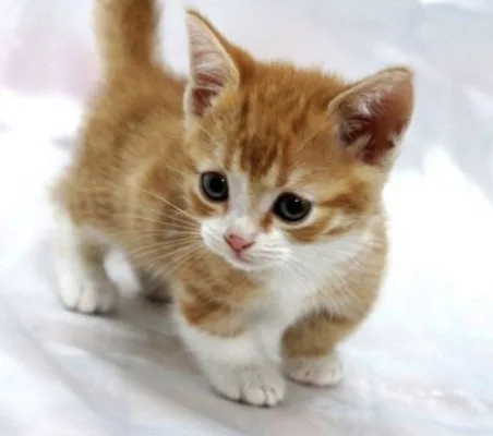 malia needs a cat