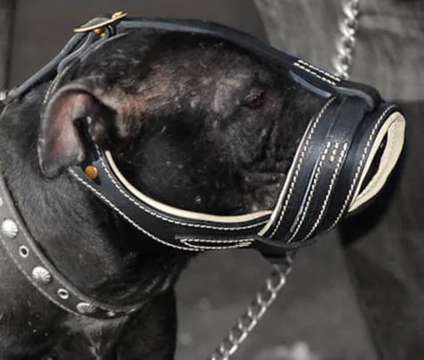 Ban the Pit Bull ban