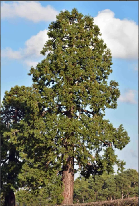 Stop felling Peterchurch's best trees