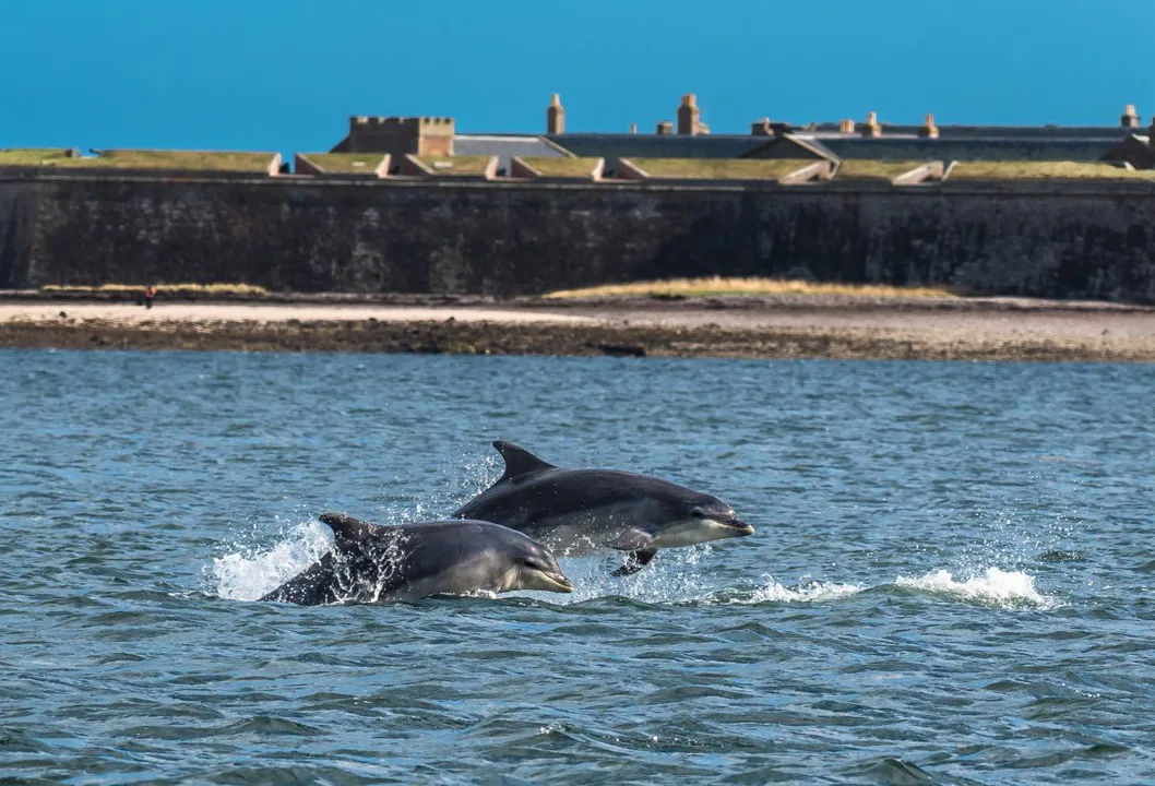 Save the Moray Firth dolphins in Scotland