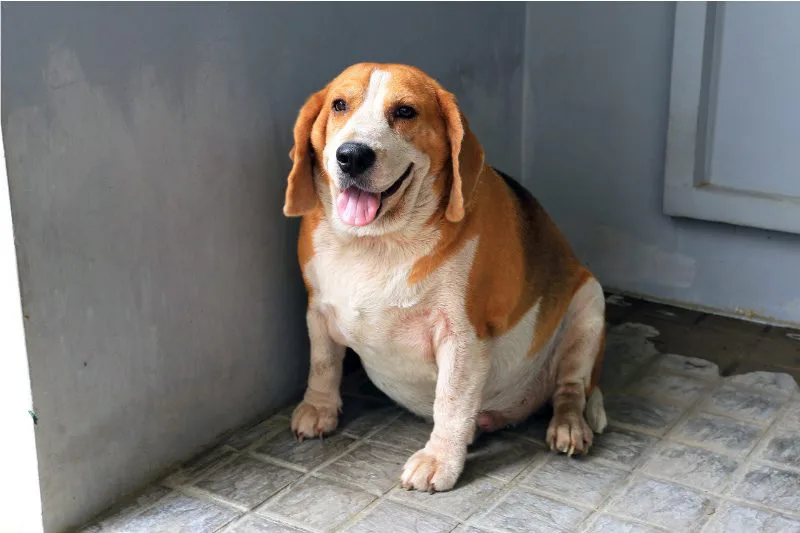 Ban Cents from Walkies