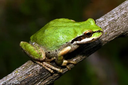 Luka's frog Tudman