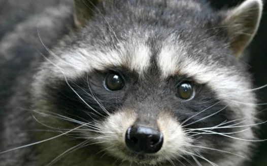 Kaily’s Racoon 