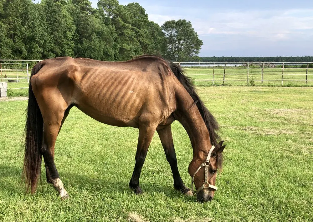 Newton, NC Advocates Against Animal Cruelty