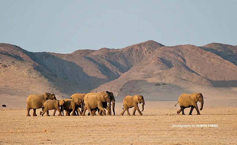 stop the desert elephant hunt