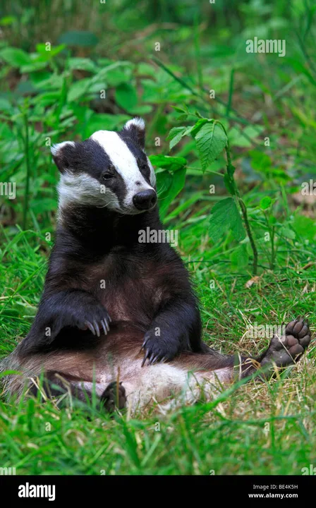 Save Spelthorne Borough Council's Badgers from Culling
