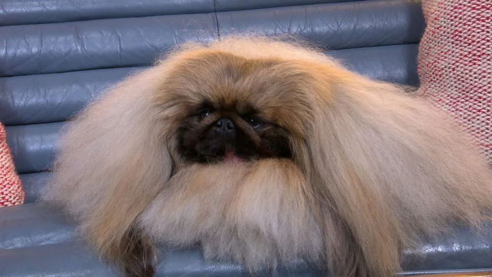 Pekingese Club of America