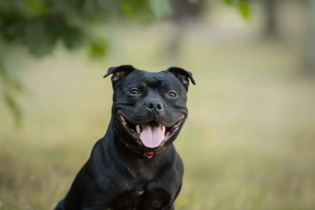 Staffordshire Bull Terriers Lovers Not Fighters