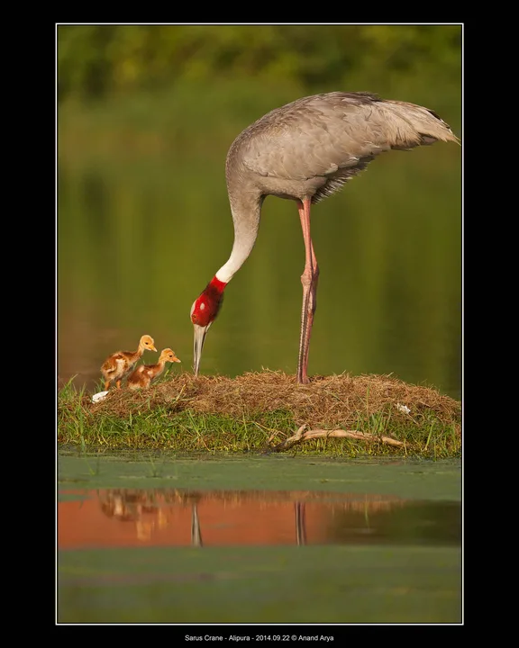 Declare Dhanauri Wetlands as Sarus Crane Sanctuary