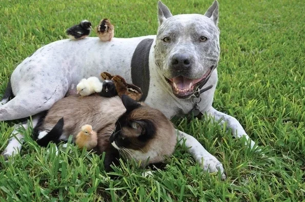 Remove Breed Specific Legislation